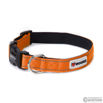 dog belt