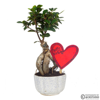 vash planter product photography