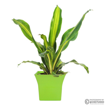 vash planter product photography