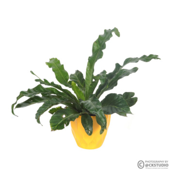 vash planter product photography