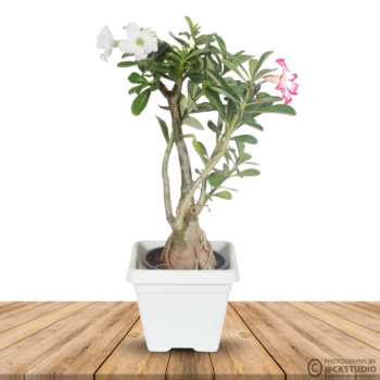 Wooden board empty table in front of blurred background. Perspective brown wood over blur in coffee shop - can be used for display or montage your products.Mock up for display of product. vash planter product photography wall mockup