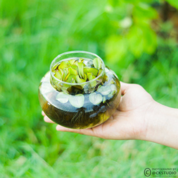 vash planter product photography