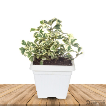 Wooden board empty table in front of blurred background. Perspective brown wood over blur in coffee shop - can be used for display or montage your products.Mock up for display of product. vash planter product photography wall mockup2